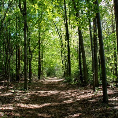 Backus Woods Trail
