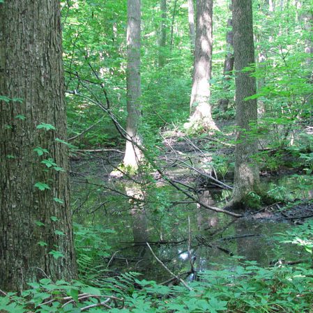 South Swamp at Backus Woods
