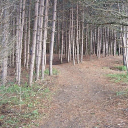 Trail through stand of pine trees