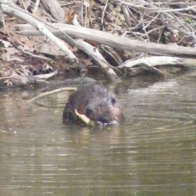 Beaver in river constructing a dam