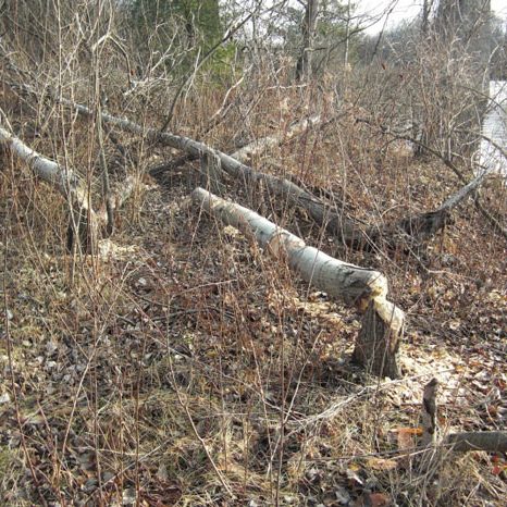 Trees chewed by beavers