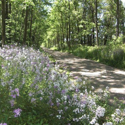 Trail and roadside flowers in bloom
